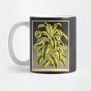 Dracaena reflexa ‘Variegata’ - botanical illustration Mug